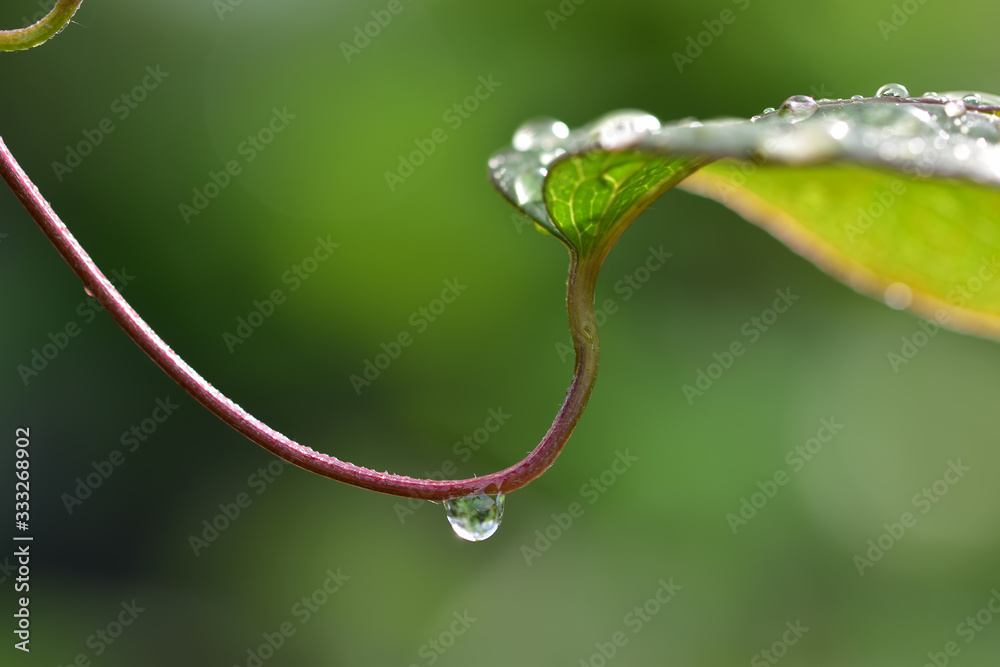 A graceful bend of a thin green stem with a large drop of dew A graceful bend of a thin green stem with a large drop of dew
