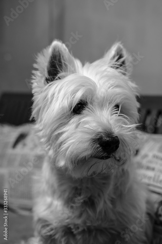 Black and white. West Highland White Terrier dog waiting to go for a walk.