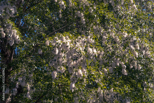 Poplar tree in the fluff