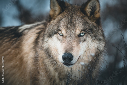 Grey wolf looking at the camera  British Columbia  Canada