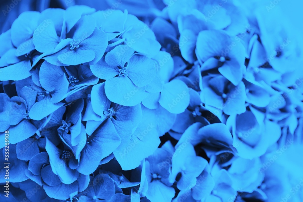 Blue hydrangea or hortensia flower, floral background Blue hydrangea or hortensia flower, floral background