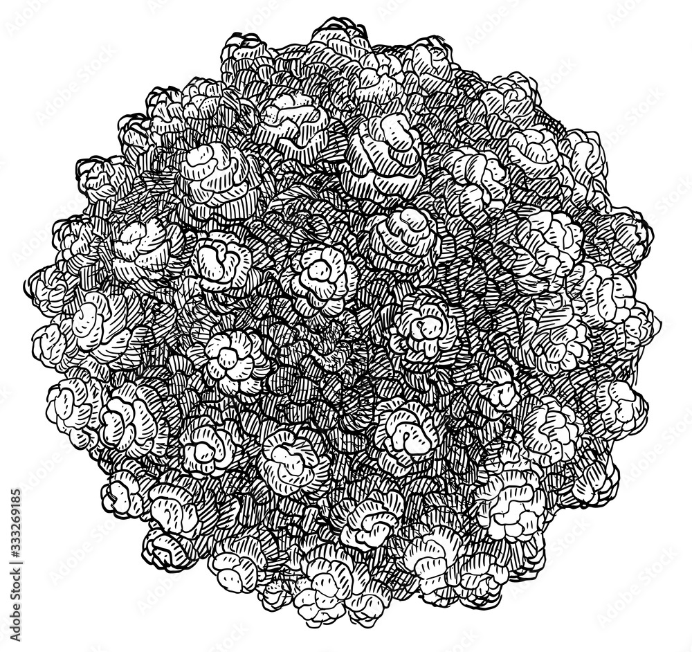 Hepatitis B virus illustration, drawing, engraving, ink, line art