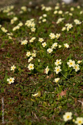 Low angle of shot a spring flower (cowslip, Primula veris) © Vojkan M