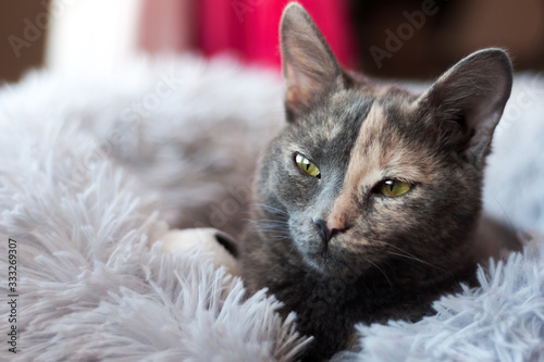 close up of a beautiful two color face kitty on a soft furry white pillow.