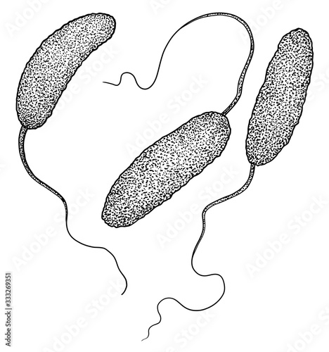Cholerae bacteria illustration, drawing, engraving, ink, line art, vector