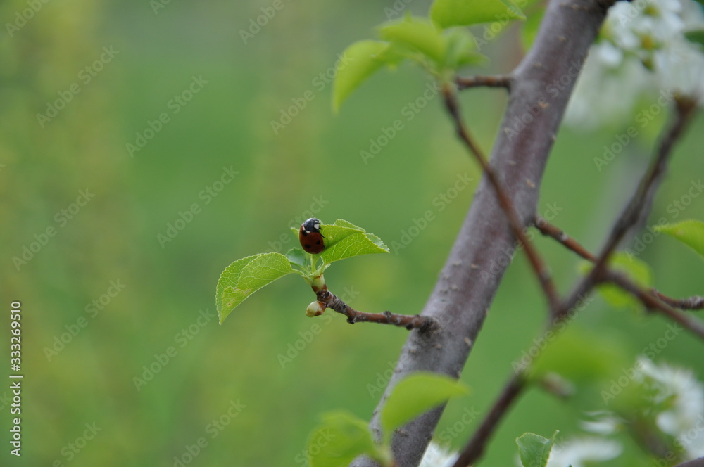 ladybug on a branch ladybug on a branch