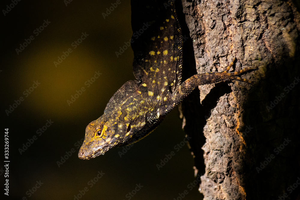 Obraz premium lizard on tree