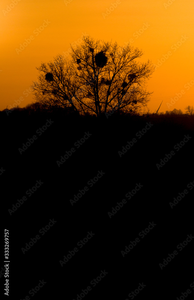 sunset tree sky