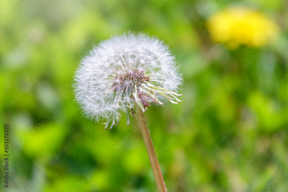 White dandelion with seeds. Blowball of Taraxacum plant on long stem. White dandelion with seeds. Blowball of Taraxacum plant on long stem.