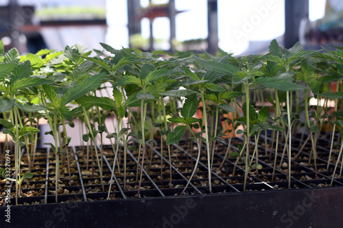 Bild auf Leinwand Medical marijuana clones ready to be sold