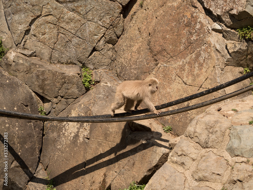 Monos en la reserva de Jigokudani, Yudanaka, Nagano photo