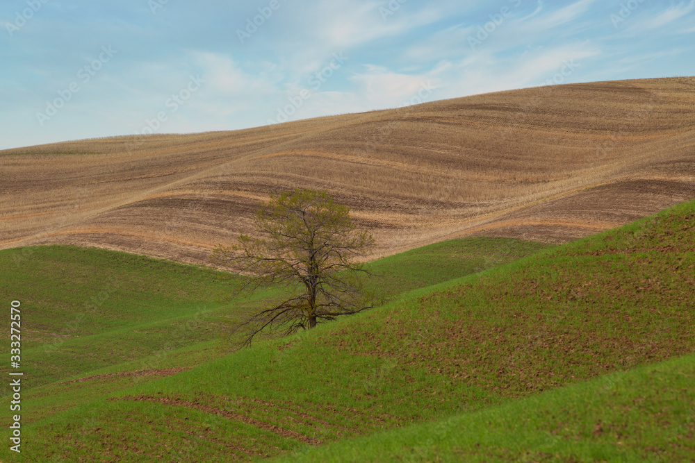 Solitary tree