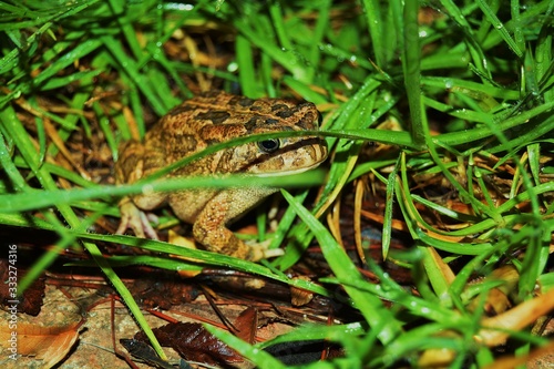 frog in grass