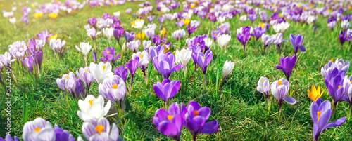Panoramic view to spring flowers in the park
