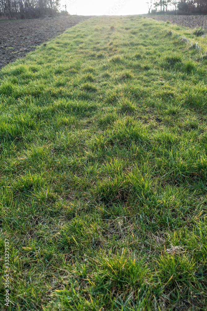 Grasweg zwischen den Feldern Grasweg zwischen den Feldern