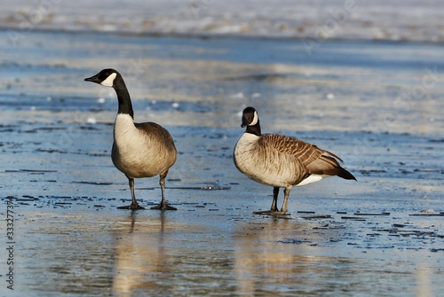 Canada goose with partial leucism.