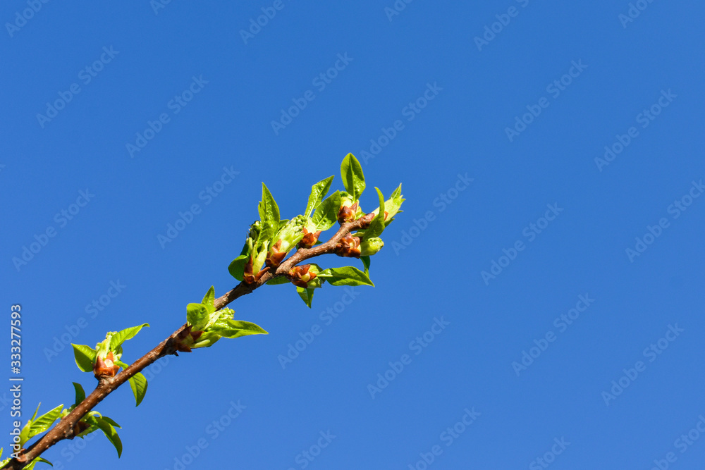Branches of young green leaves and buds on a background of blue sky. Spring leaves. Place for an inscription. Branches of young green leaves and buds on a background of blue sky. Spring leaves. Place for an inscription.