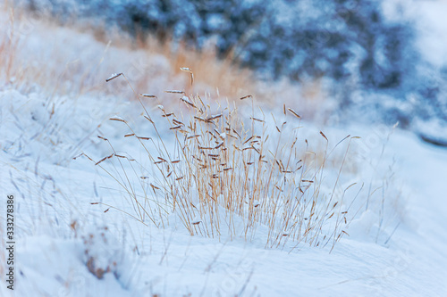 Blue Gramma Grass Bouteloua gracilis in Snow  photo