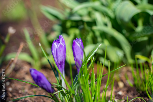 Flowering violet crocuses flowers in early spring. Purple crocus flowers, violet crocus