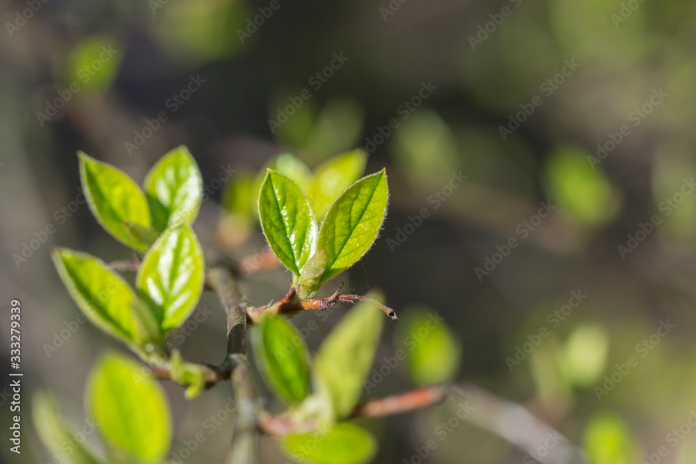 First fresh young green leaves on twig at spring First fresh young green leaves on twig at spring