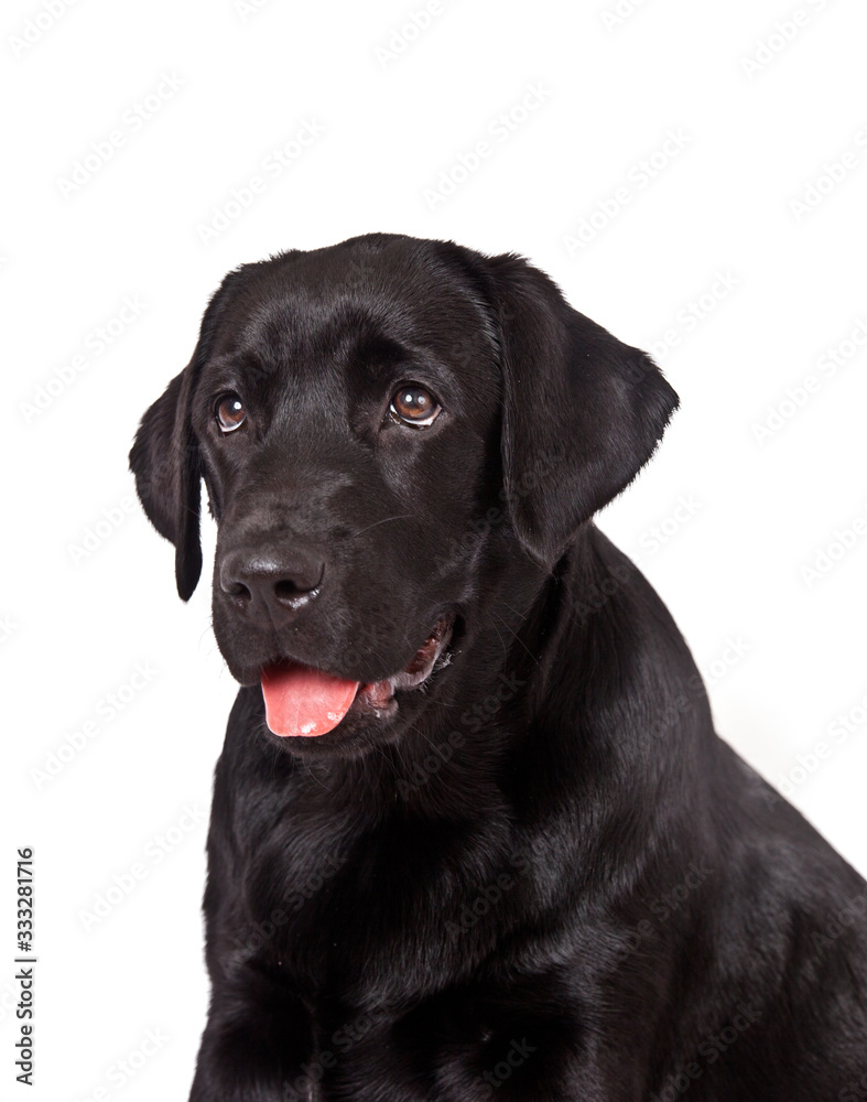 Dog black labrador puppy with pink tongue portrait  on white background
