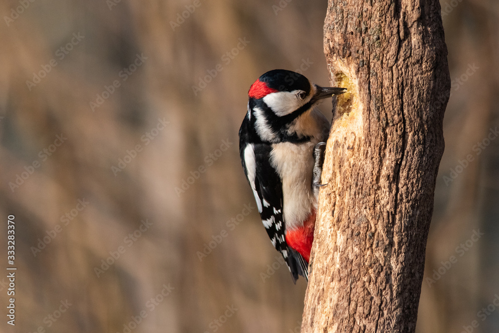 Picchio Rosso Maggiore