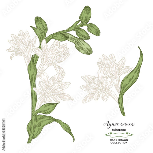 Agave amica set. Hand drawn tuberose flowers and leaves. Vector illustration botanical. Colorful engraving style. photo