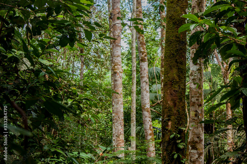 Fototapeta premium Selva amazonica