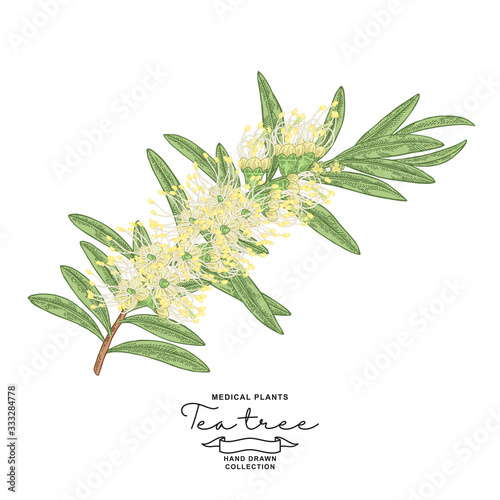 Detailed Tea tree branch with flowers isolated on white background. Melaleuca plant hand drawn. Vector botanical illustration.