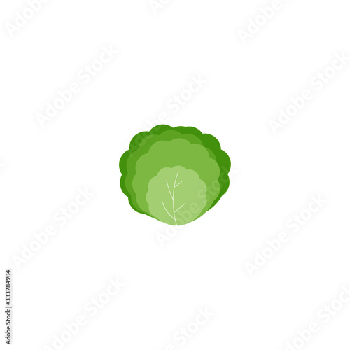 This is cabbage isolated on white background. Vector illustration.
