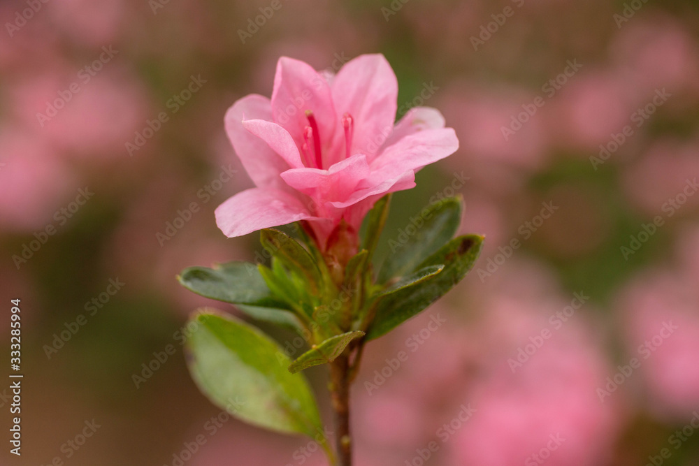 Fototapeta premium Perfect Azalia Rhododendron Flower