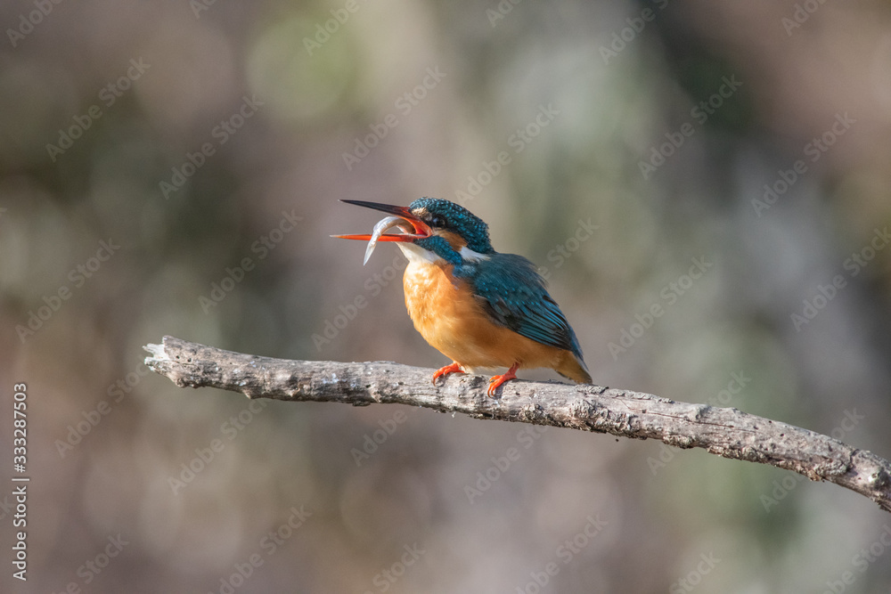 Martin Pescatore Martin Pescatore