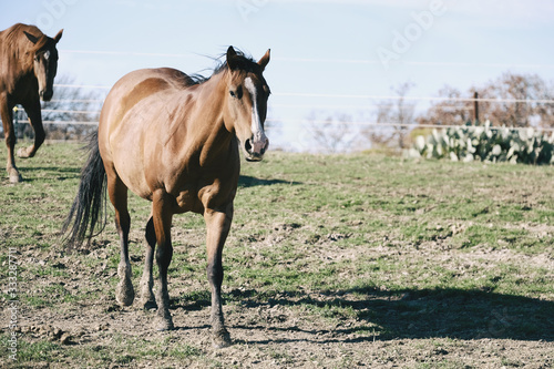 Bay horse in the farm field with copy space.