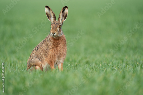 Wild European Hare ( Lepus Europaeus ) Close-Up On Green Background © Ivan