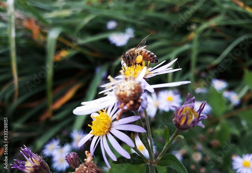 White flowers of Symphyotrichum pilosum, commonly called the hairy white oldfield aster or frost aster, with honey bee pollinating the yellow center. photo