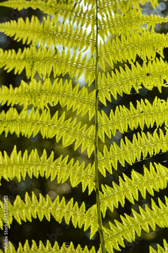 Green fern in forest photo