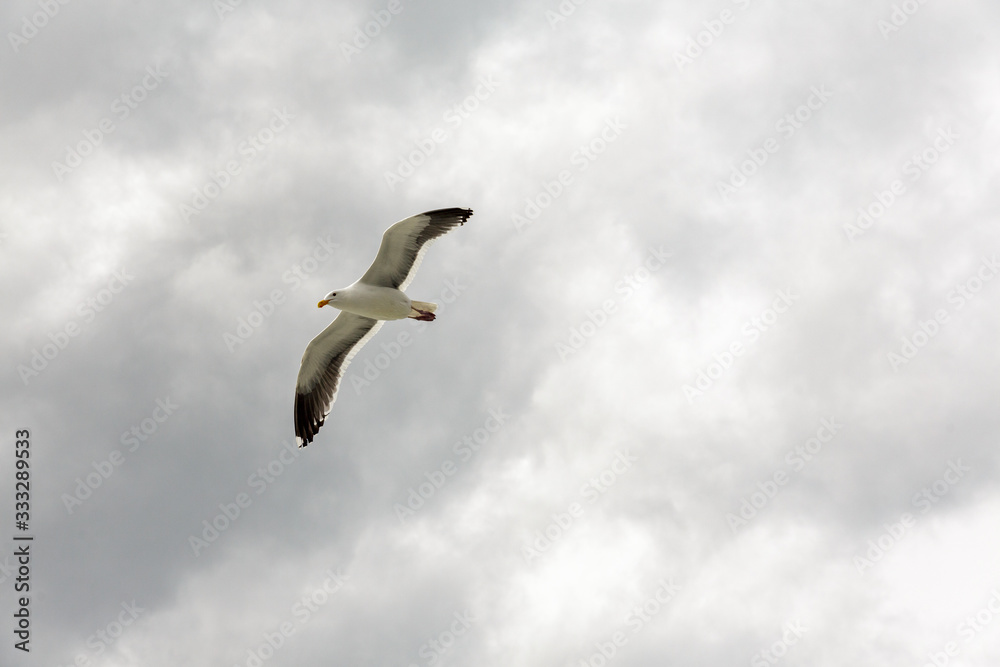 A seagull flies against a cloudy San Francisco day A seagull flies against a cloudy San Francisco day
