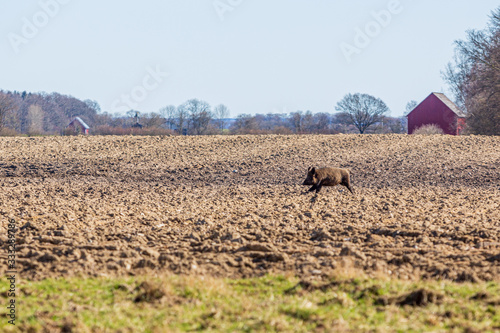 Wild boar running across a field