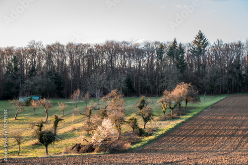 Fototapeta Naklejka Na Ścianę i Meble -  Obstbaumschnitt im Frühjahr