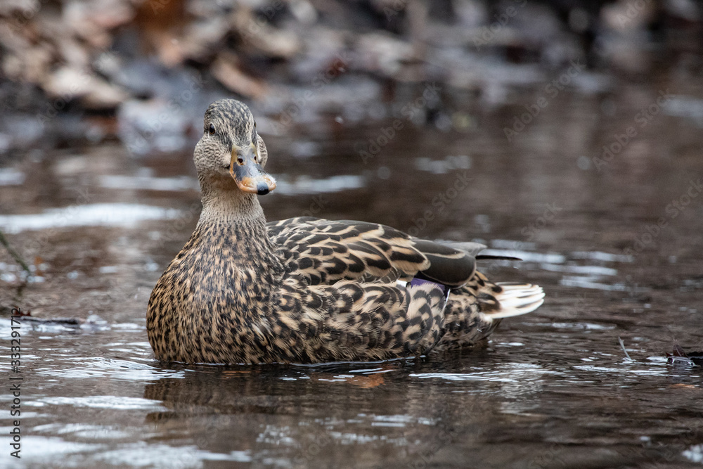 Fototapeta premium Closeup Pond Swimmer Solitary Green Brown and White Female Mallard Duck