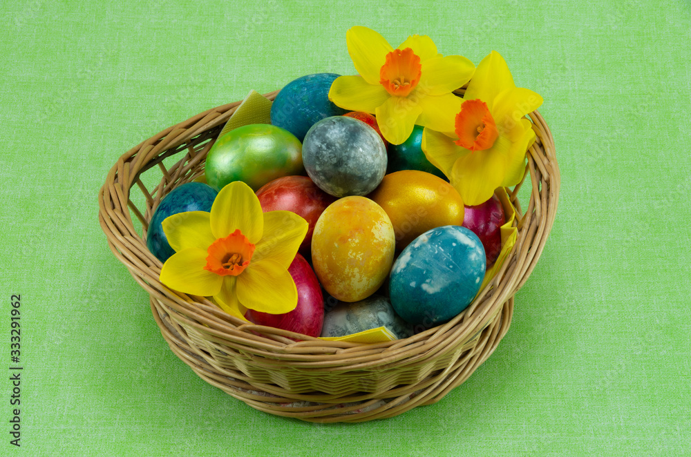 Easter, colored painted eggs in a wicker basket with moss, daffodil