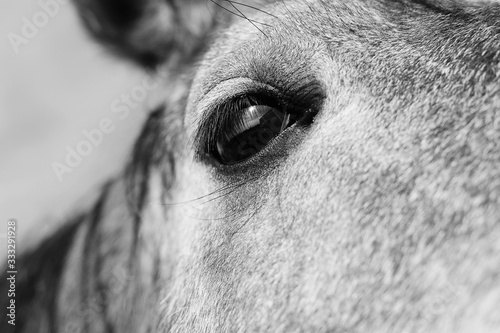 Horse eye close up in vintage black and white.