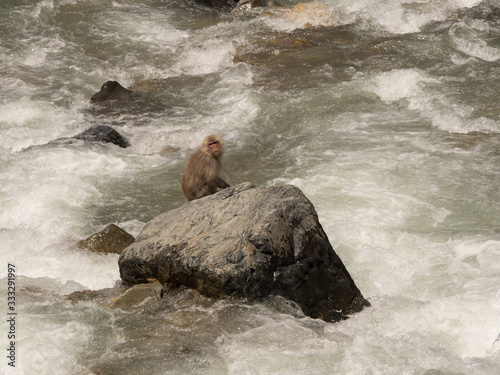 Monos en la reserva de Jigokudani, Yudanaka, Nagano photo