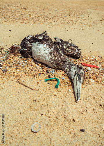 Dead seagull on beach 3 photo