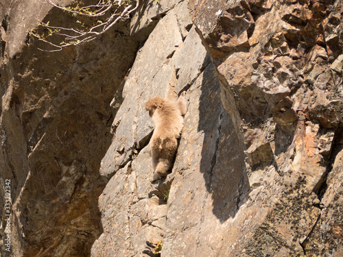 Monos en la reserva de Jigokudani, Yudanaka, Nagano photo