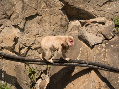 Monos en la reserva de Jigokudani, Yudanaka, Nagano photo