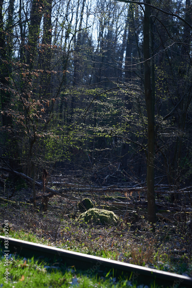 Obraz premium Forêt