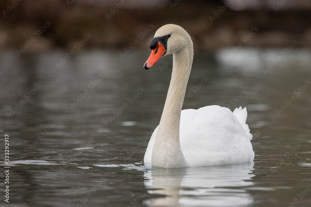 Closeup White and Orange Mute Swam Floating on the River Closeup White and Orange Mute Swam Floating on the River