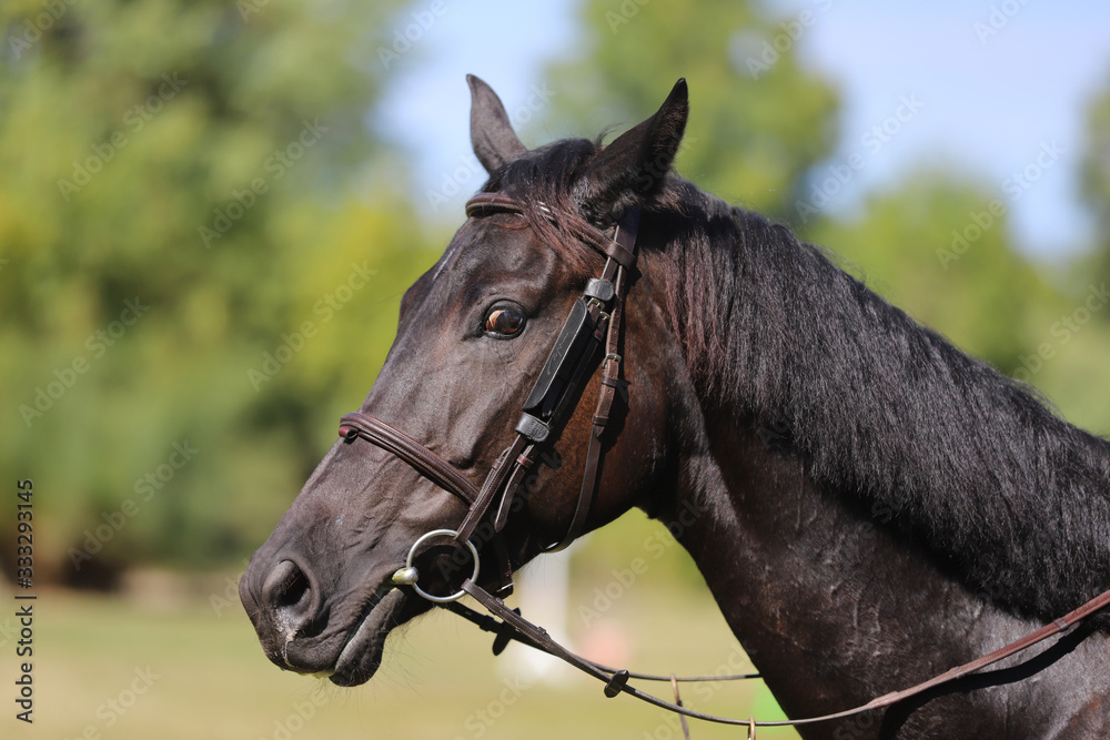 Side view head shot of a beautiful show jumper horse on natural background Side view head shot of a beautiful show jumper horse on natural background