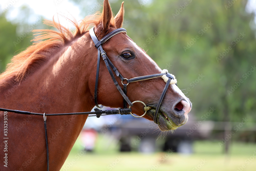 Side view head shot of a beautiful show jumper horse on natural background Side view head shot of a beautiful show jumper horse on natural background